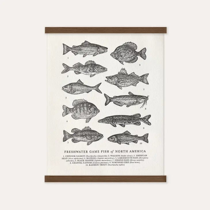 Guide to Freshwater Fish Print